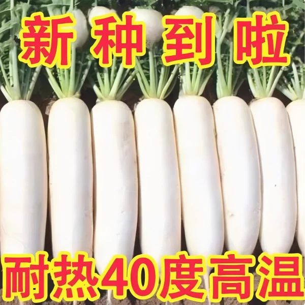 【全店满5包包邮】白玉萝卜种子不空心萝卜种子蔬菜种子春夏秋阳台