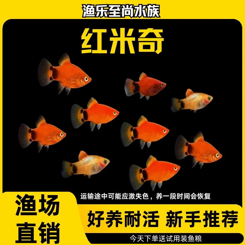 米奇胎生小型热带观赏鱼好养耐活淡水鱼【周】
