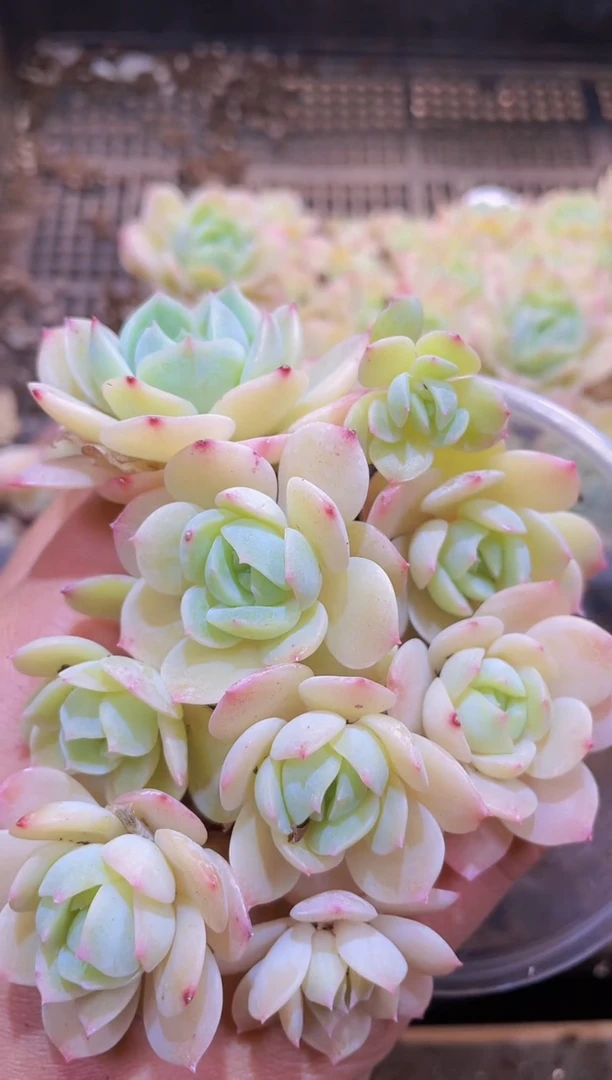 【闪购商品】043黄糖心量拍1盒