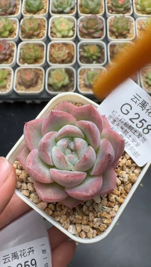 258G云禹多肉植物 脱土纸巾打包 3颗包邮
