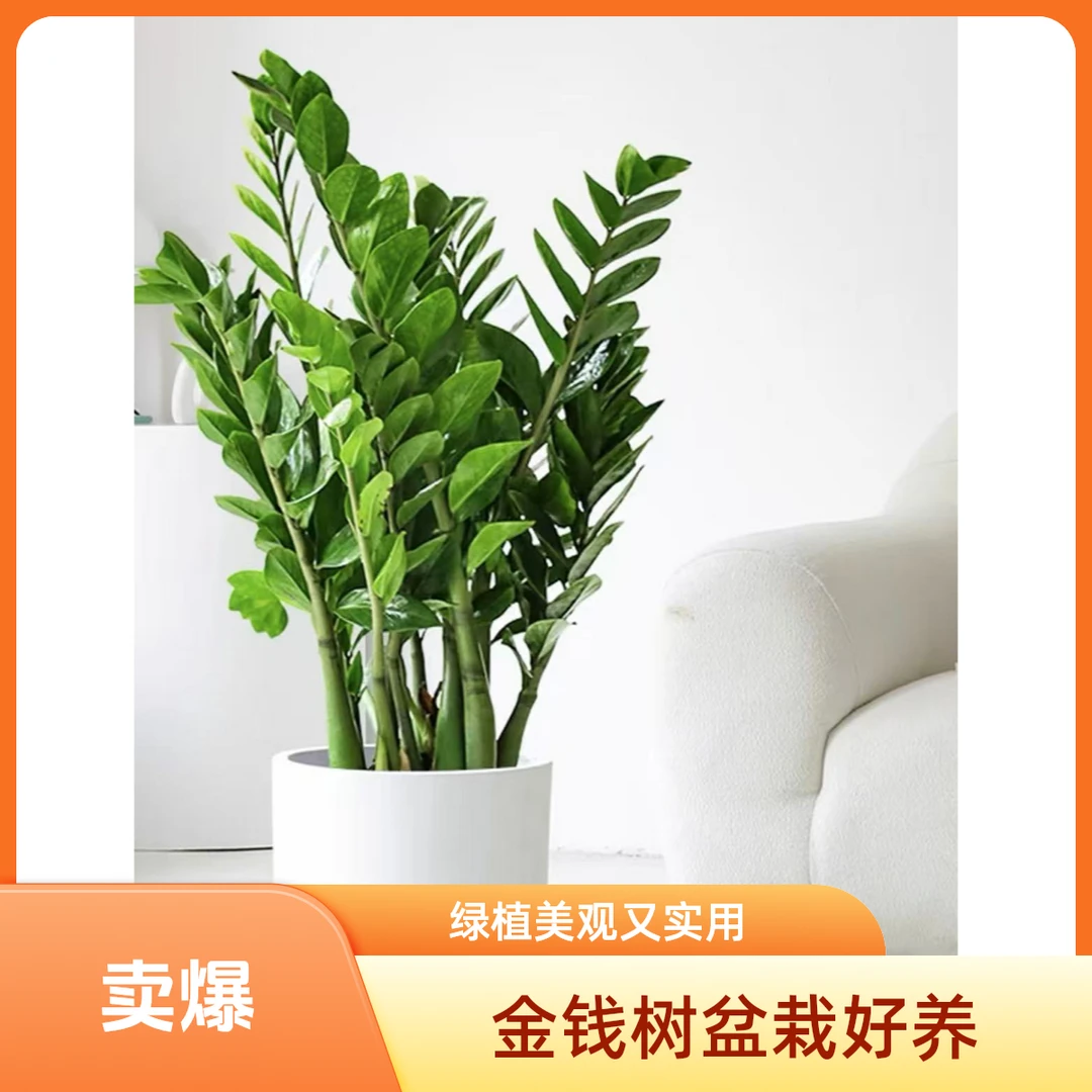 金钱树盆栽室内客厅办公室净化空气好养活绿植