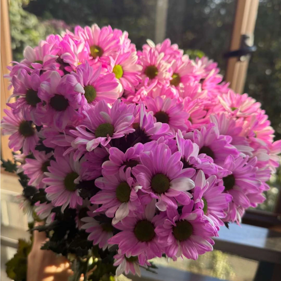 【千寻】【粉星盏】吸色小菊云南直发