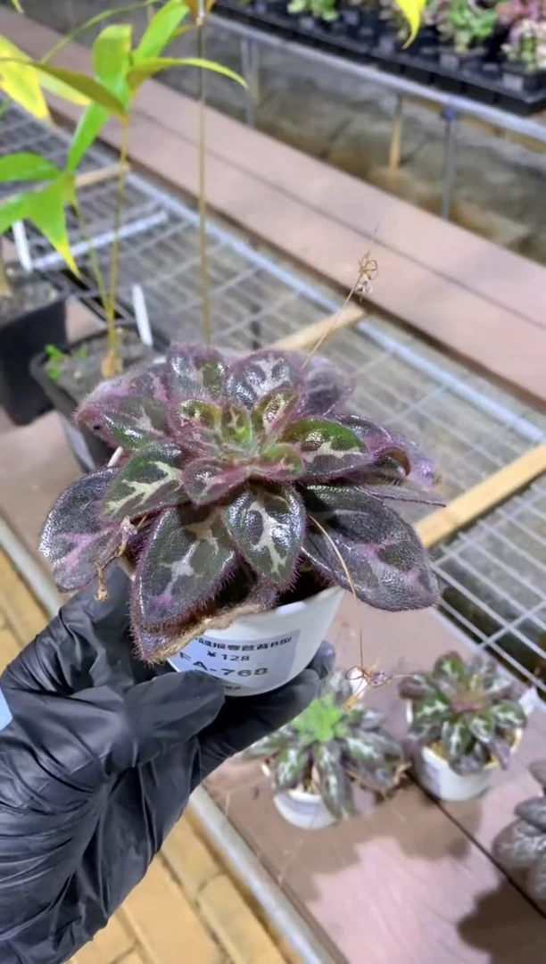 【闪购商品】中越红毛苦苣苔FA-768