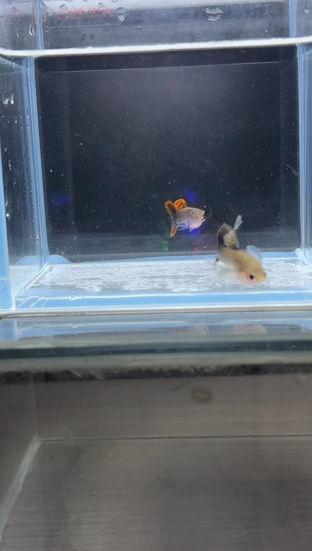 孔雀鱼红龙玻璃猫短C编1