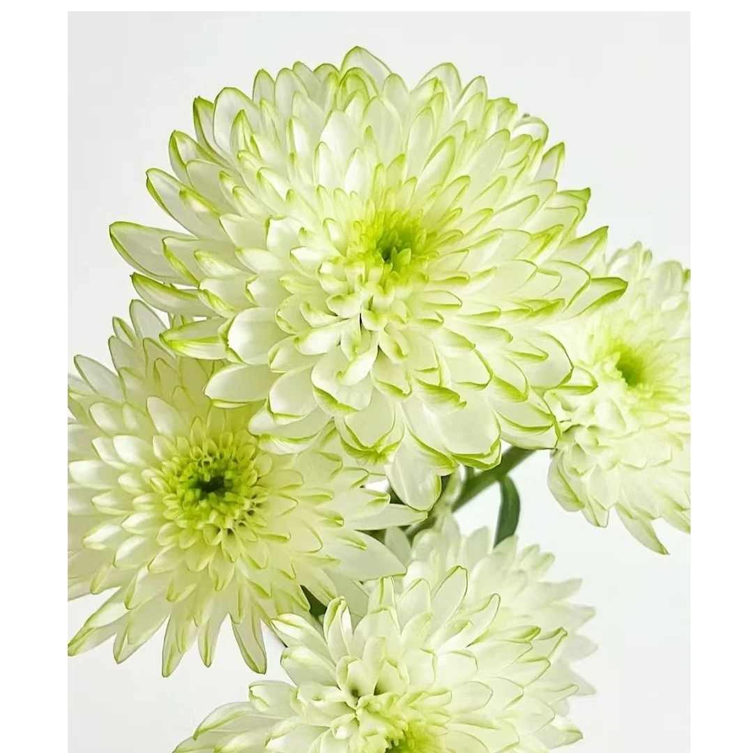 A级稀有绿天赞小雏菊