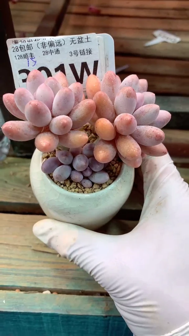 301W（一物一拍，精品多肉，w所见即所得 ）