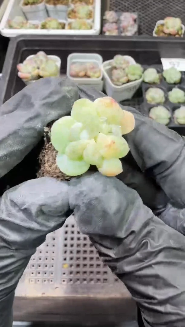 101号江北多肉-到手一棵