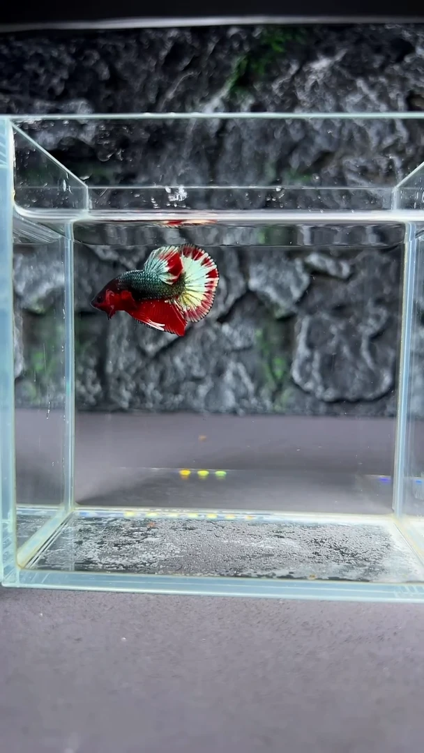 斗鱼竞拍链接A081