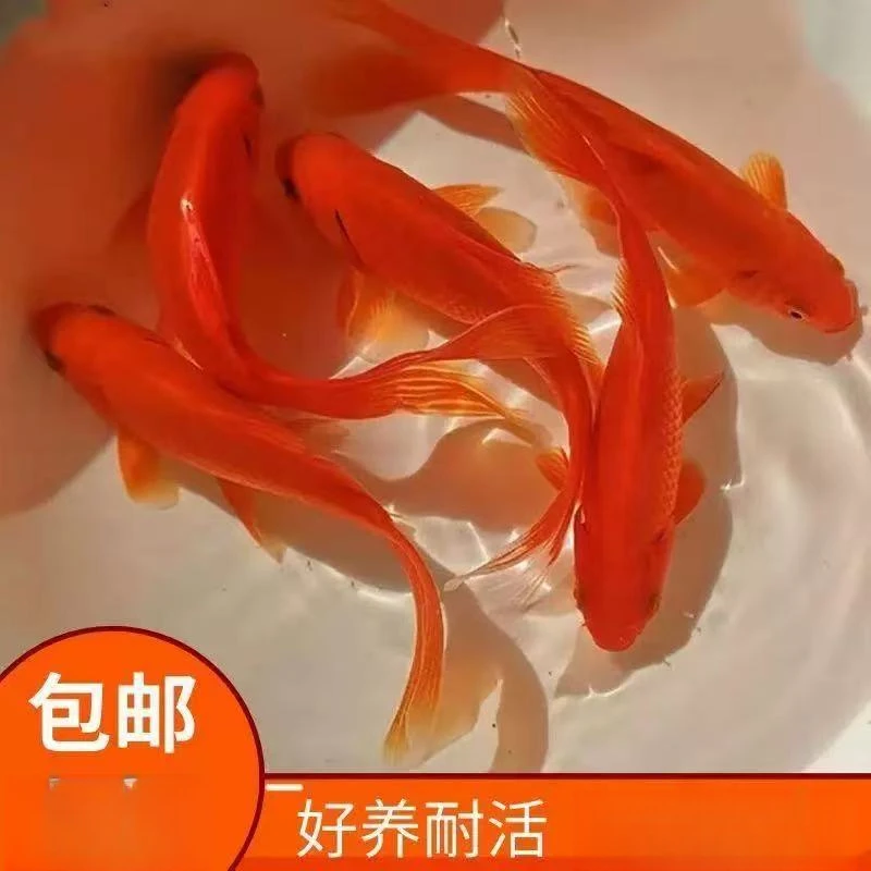 红色草金 金鱼冷水鱼观赏鱼好养