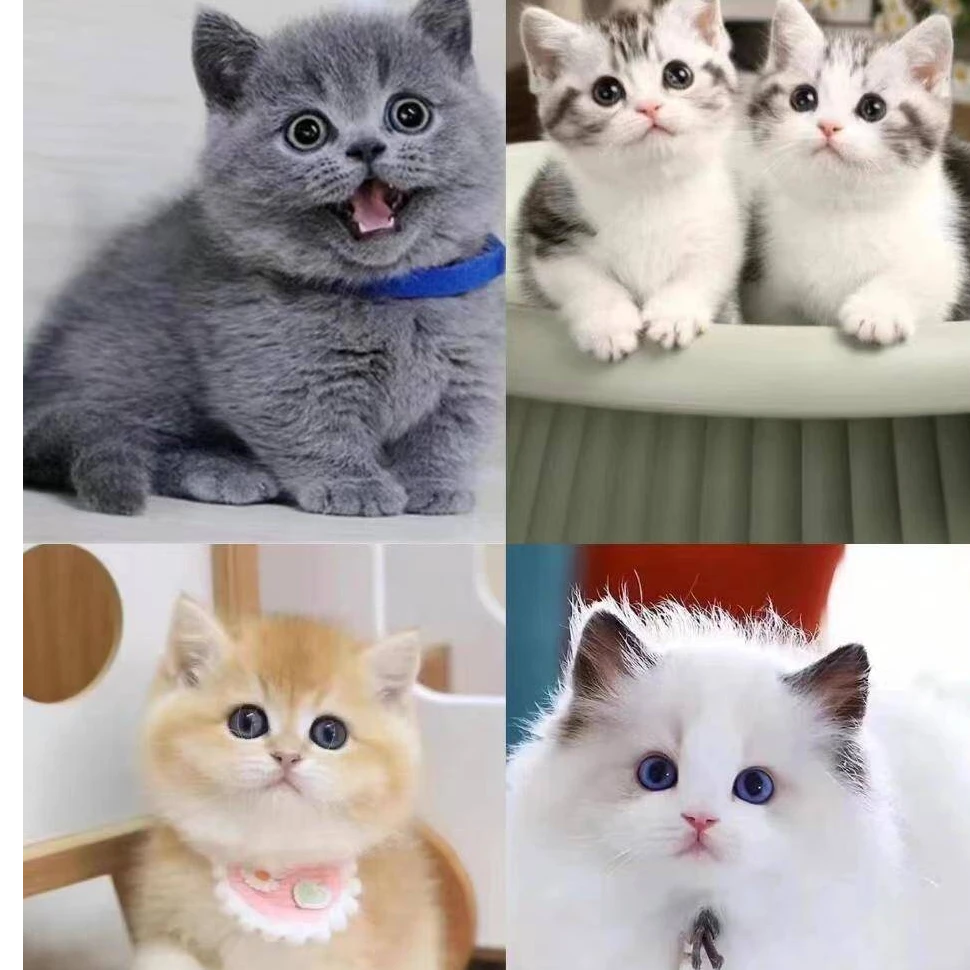 【哲宇的猫】精品健康全品种猫咪