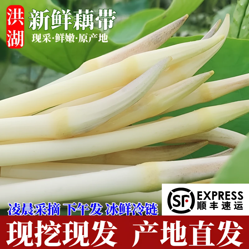 新鲜藕带洪湖藕尖现挖现发新鲜农家嫩藕带藕肠子莲藕时蔬顺丰包邮