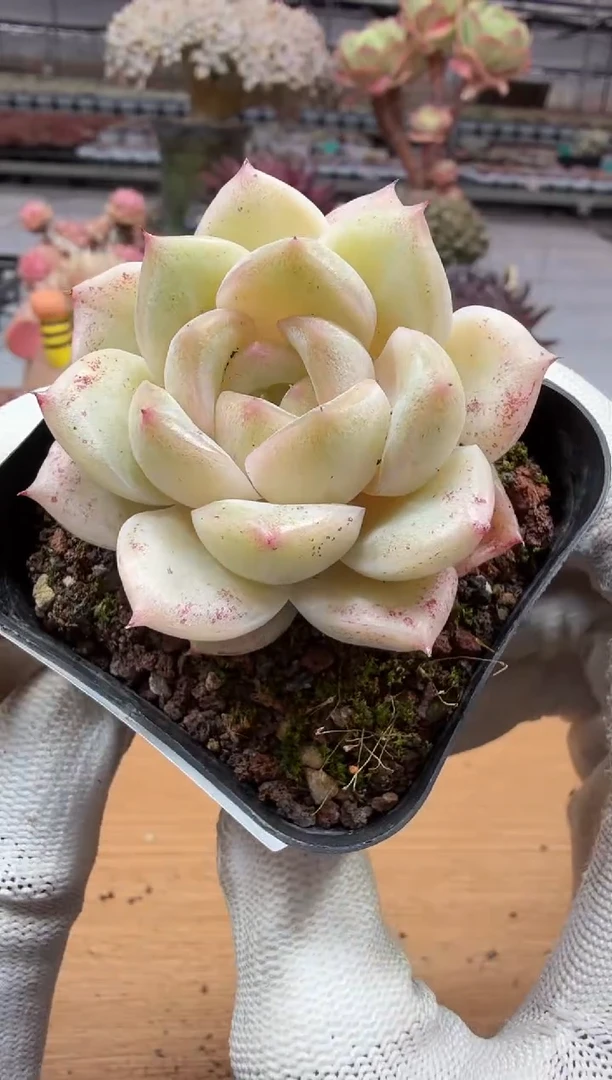 东云多肉园二店-122