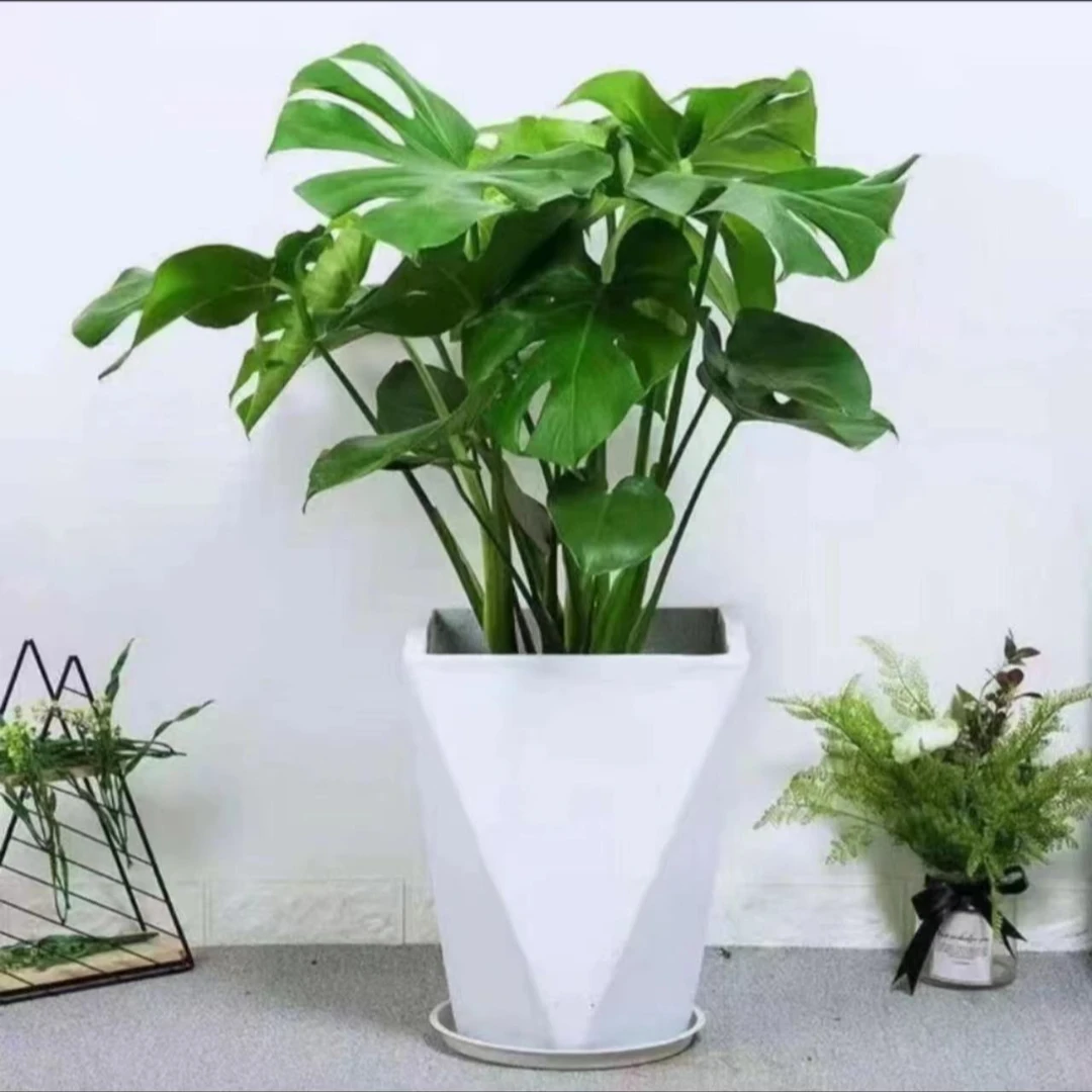 【60-70cm】老庄龟背竹绿植盆栽室内客厅阳台四季常青