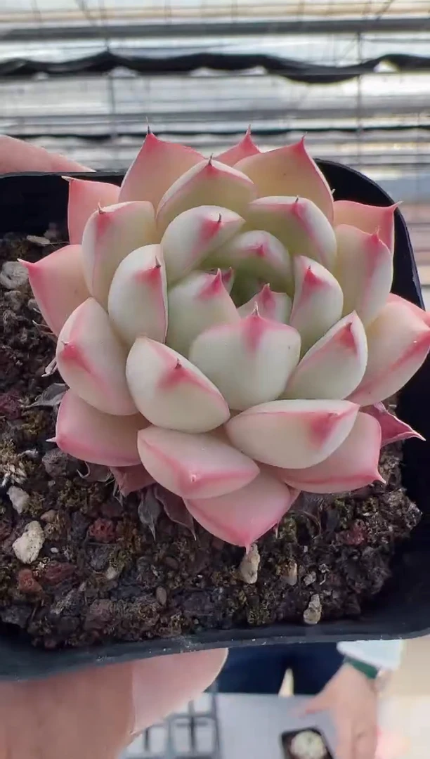 【闪购商品】童画-9