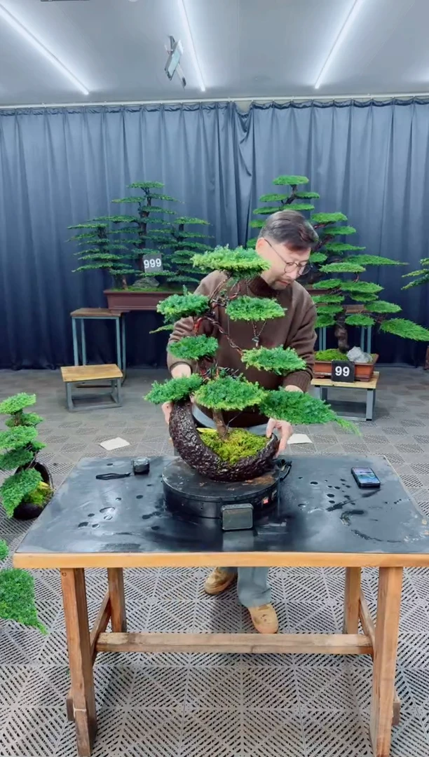 无花朵盆景......