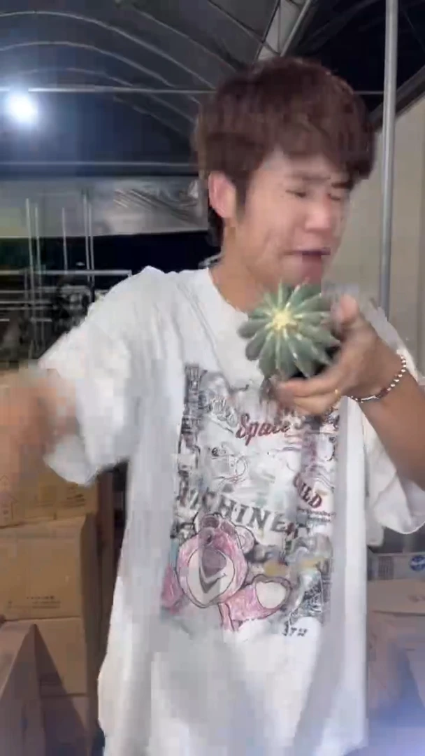 无刺王冠龙【带根】