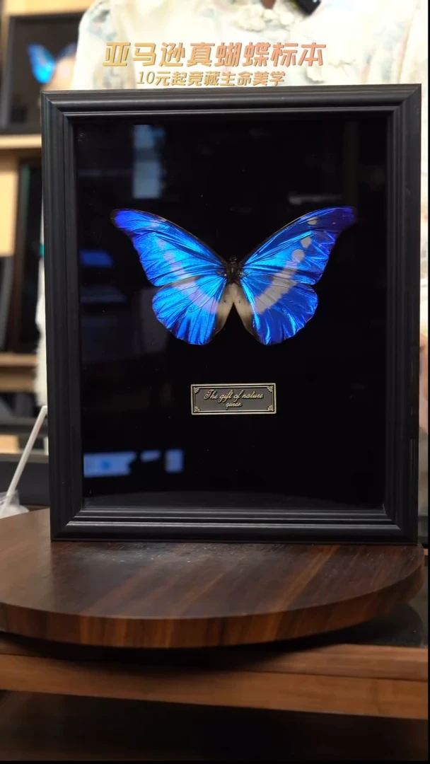 蝴蝶标本摆件竞拍m198