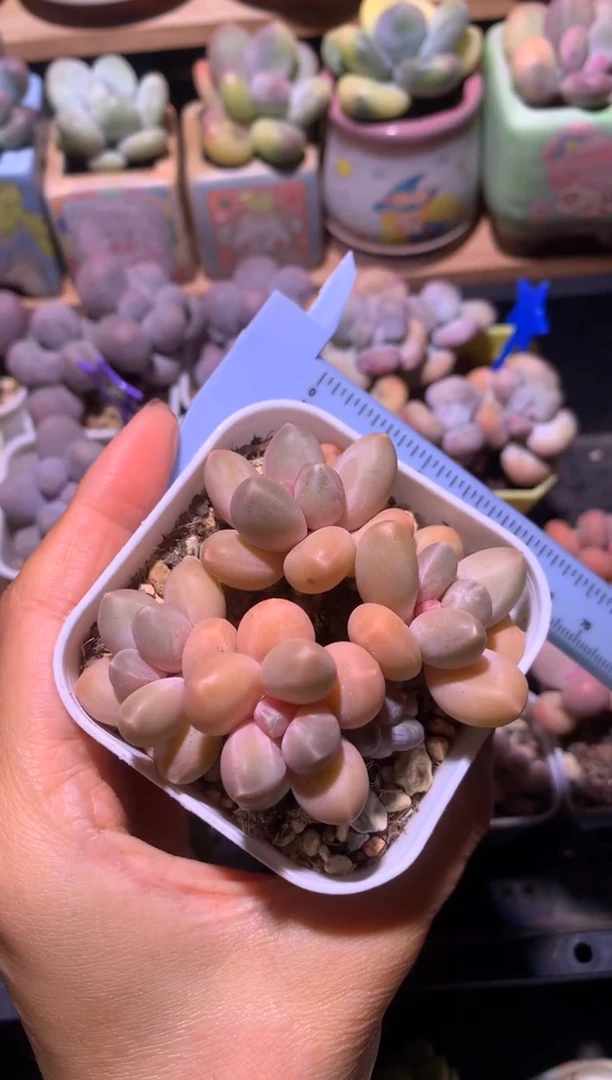 多头灵空奶酪多肉