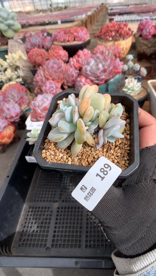 189奶茶一物一拍