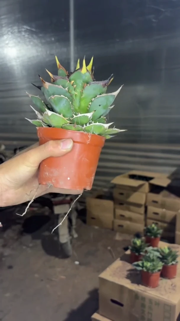 小岛 龙舌兰【带根】