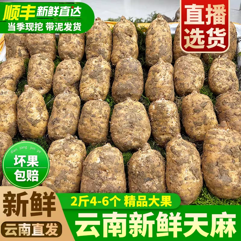 昭通天麻正宗云南昭通小草坝野外生长新鲜现挖天麻可炖汤