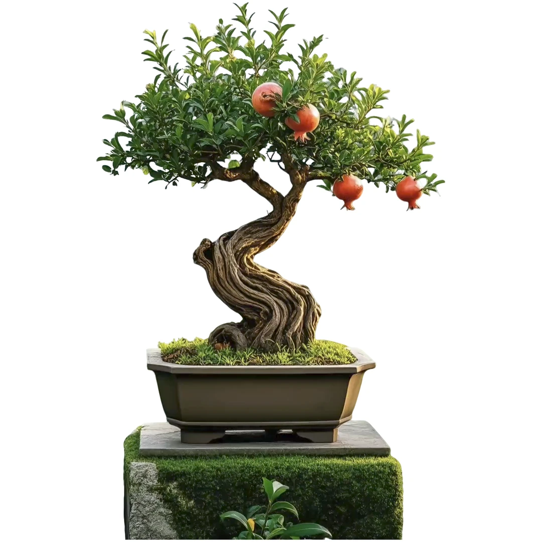 石榴老桩庭院盆景盆栽栽种观赏植物盆景素材石榴树