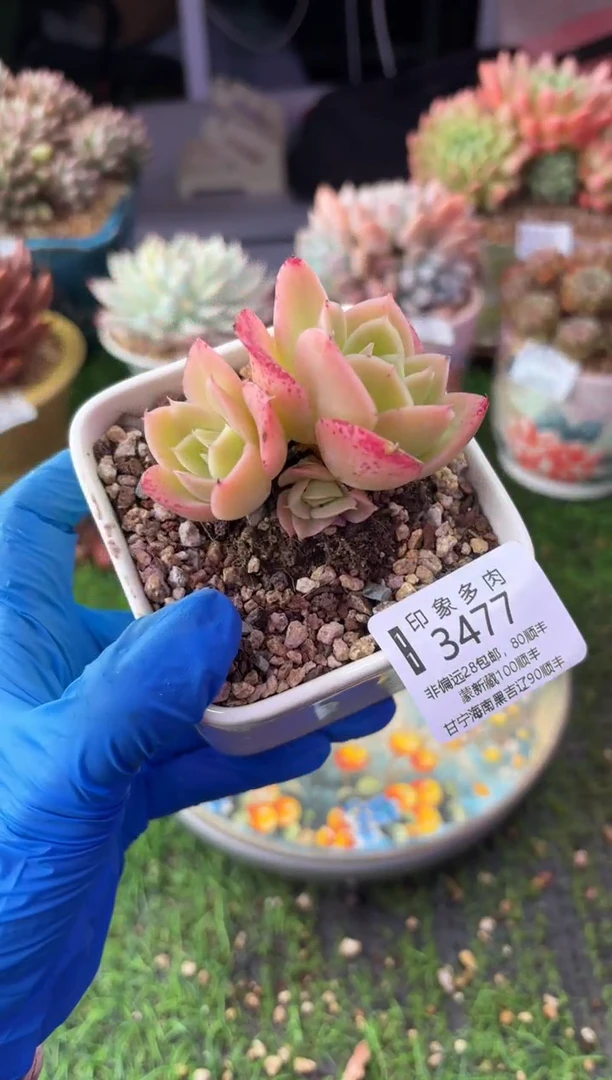 昆明印象多肉3477