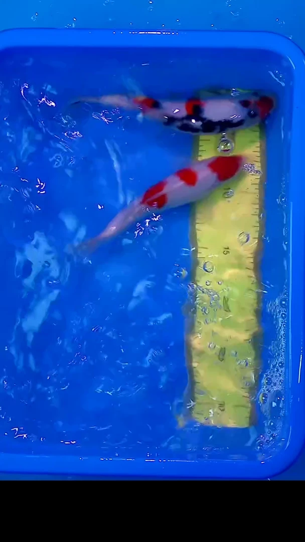 锦鲤12月22日锦鲤35