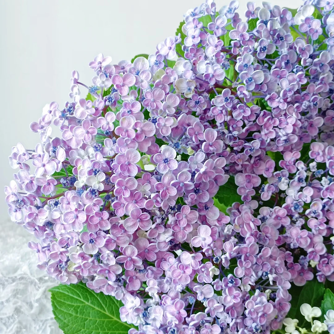 藤镜花园艾莎大花绣球阳台庭院盆栽地栽多季节开花