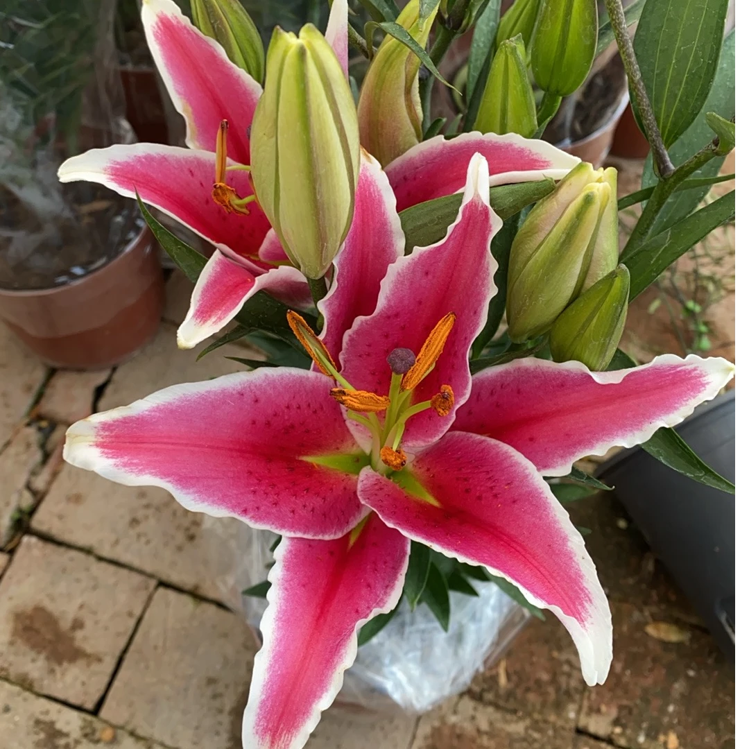 福利款12个花苞起香水百合盆栽（原盆土发货）花卉盆栽年宵花