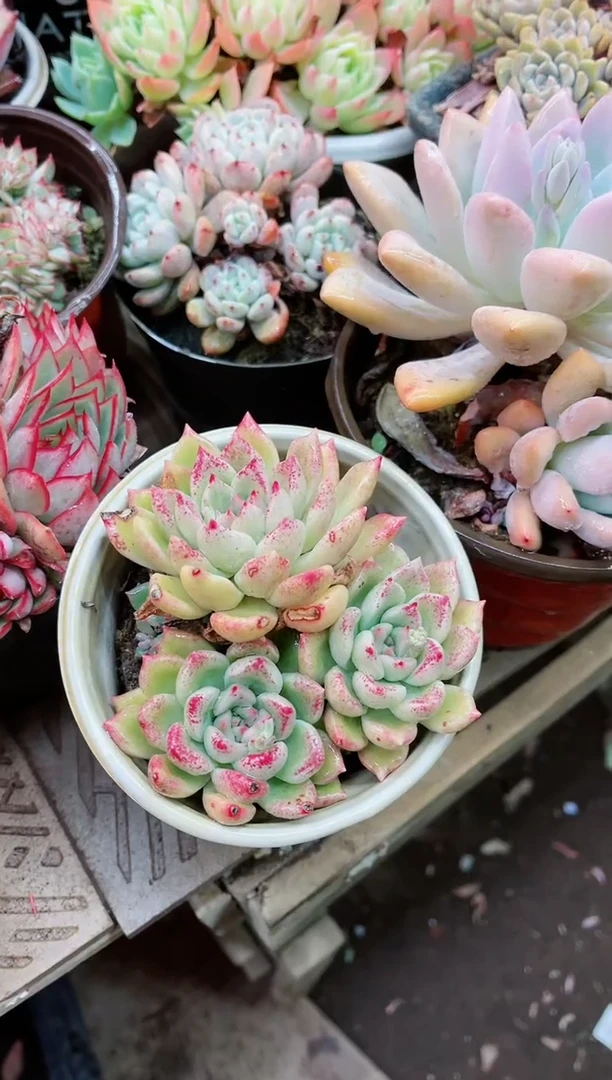 【闪购商品】19001