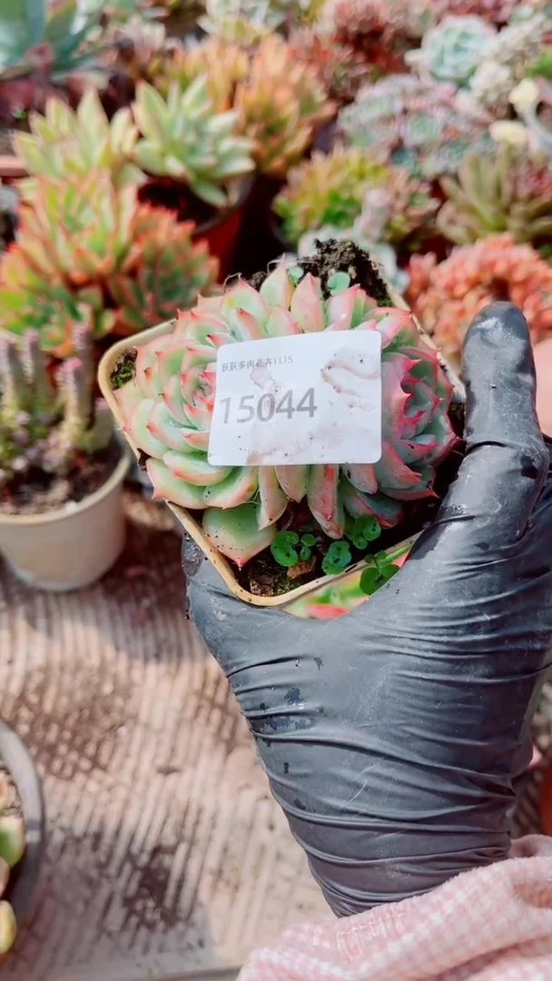 多*跃跃精品多肉15044