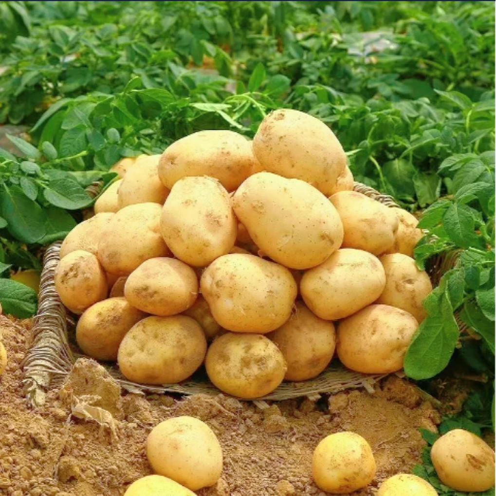 2025新鲜现挖黄皮黄心土豆软糯香甜应季蔬菜洋芋