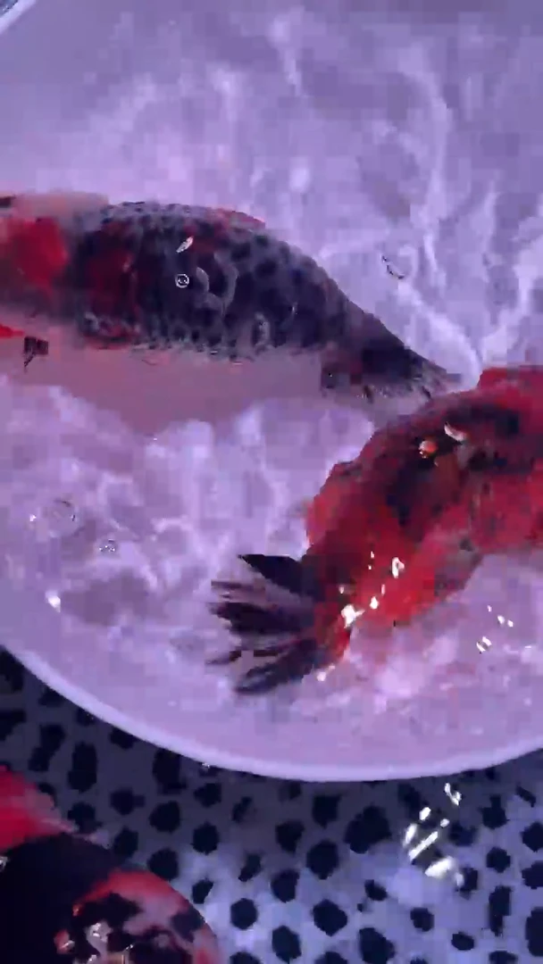 狮头鱼C*P兰寿金鱼两只