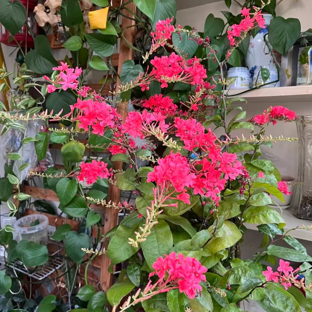 红雪花盆栽带花苞庭院阳台花卉四季开花植株耐热耐寒好养活易爆棚