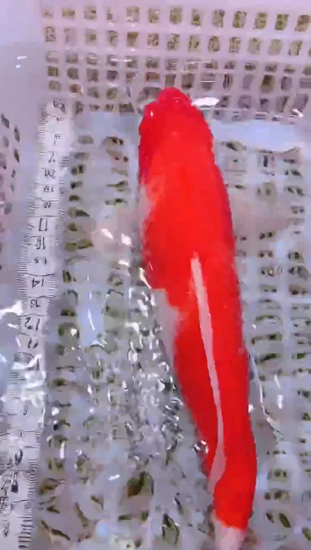 锦鲤冷水观赏鱼全场包邮19