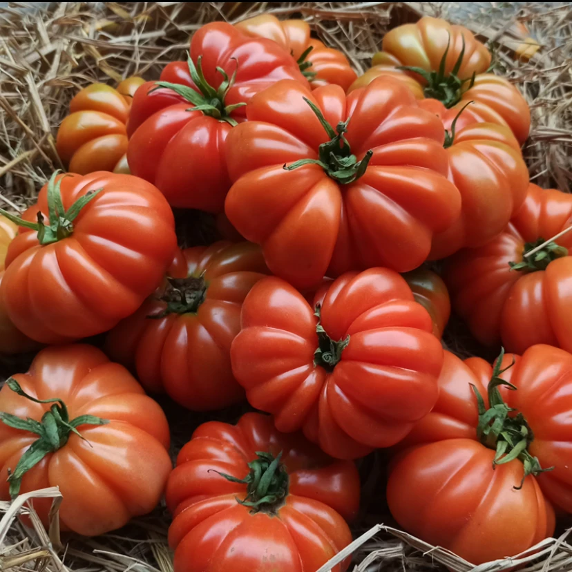 正宗潮汕马蹄番茄农家自种水果自然熟西红柿生吃新鲜孕妇水果包邮