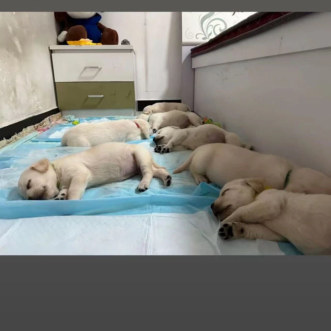 正规犬舍纯种拉布拉多