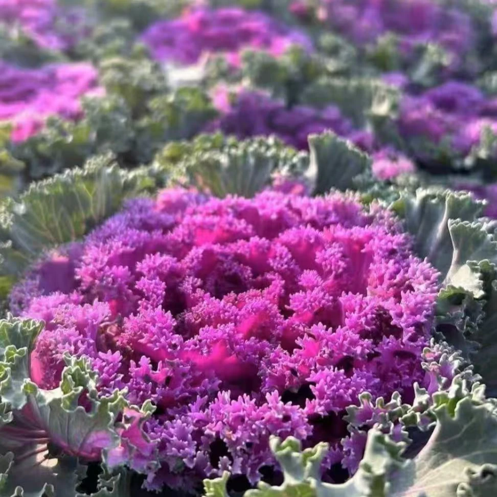 【羽衣甘蓝】室内室外 耐寒花卉种植带花发货