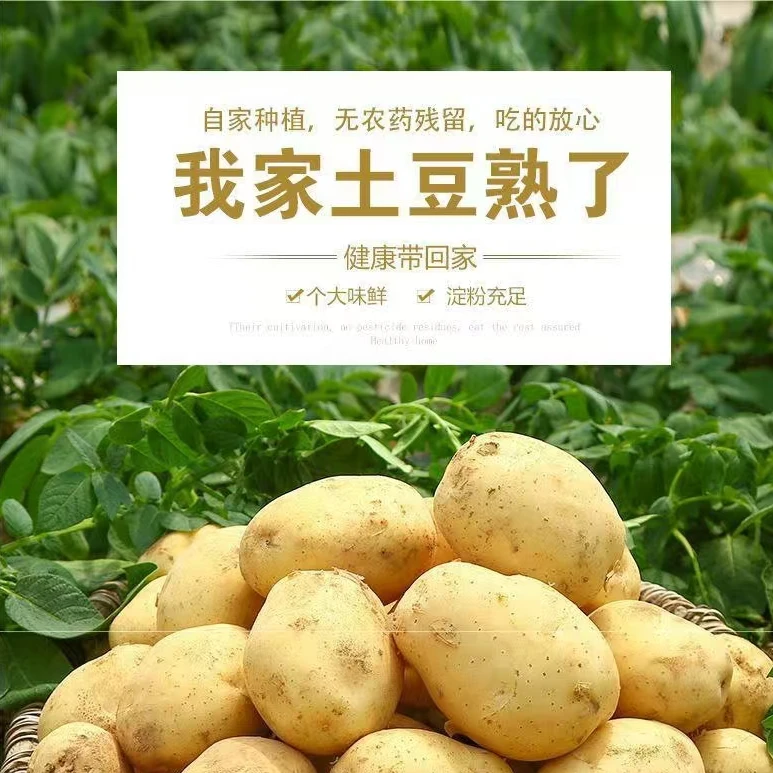 [云南高原特产]精选黄心黄皮土豆，洋芋马铃薯
