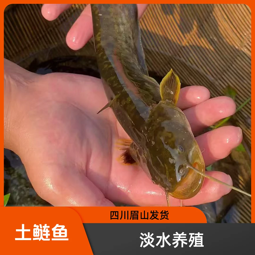 土鲶鱼 淡水鱼 淡水养殖