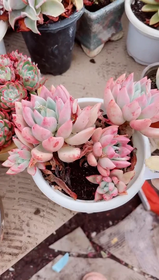 15289多肉植物一物一拍