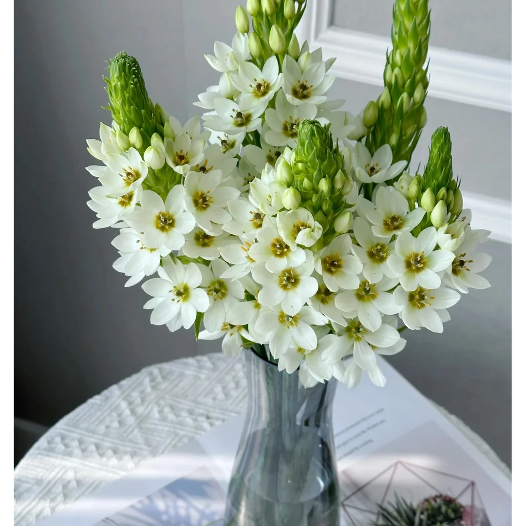 花福十花边新闻-圣心百合5枝-鲜花批发直播