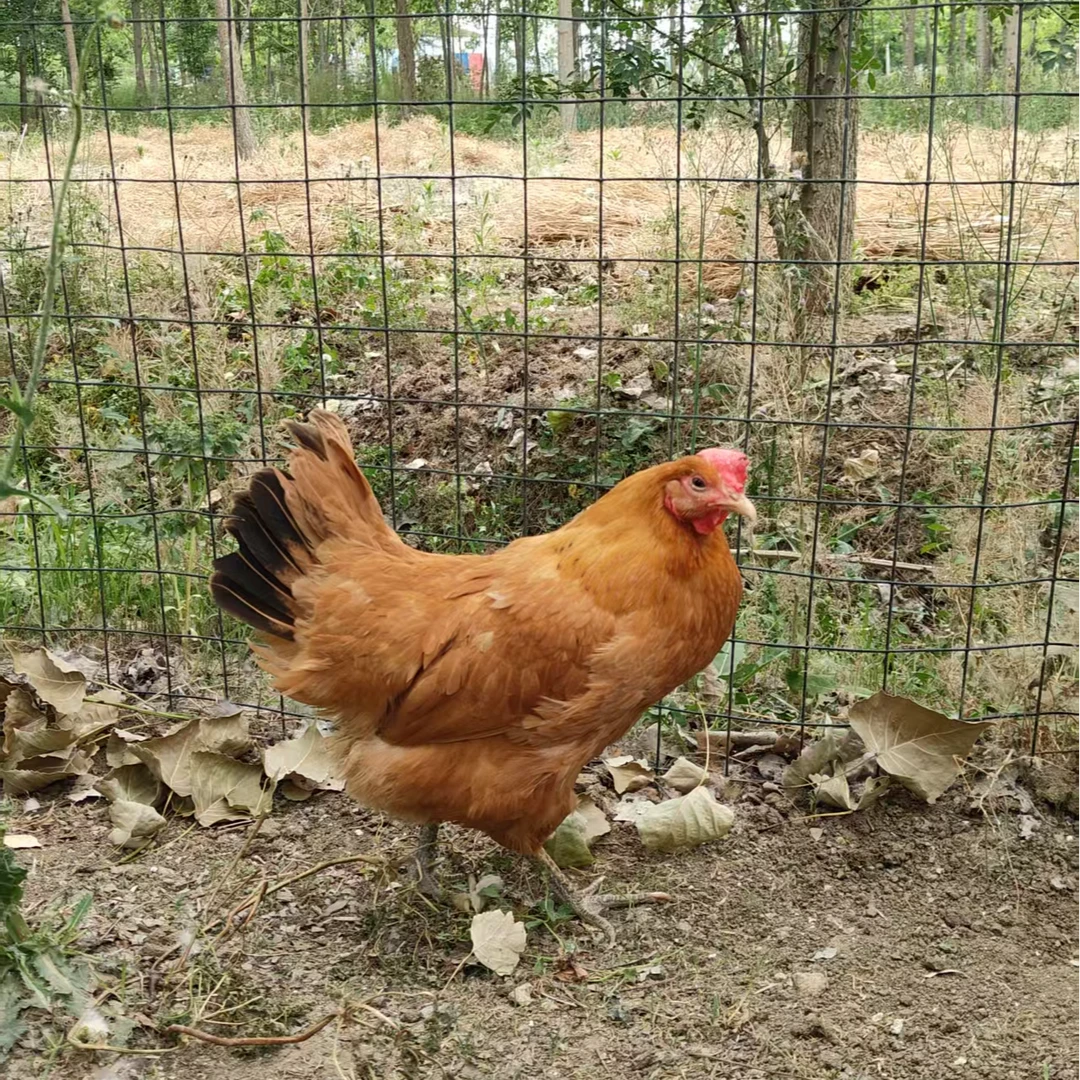 三色腿苏禽苏北老母鸡煲汤老母鸡现拍现杀冷鲜发货顺丰冷链