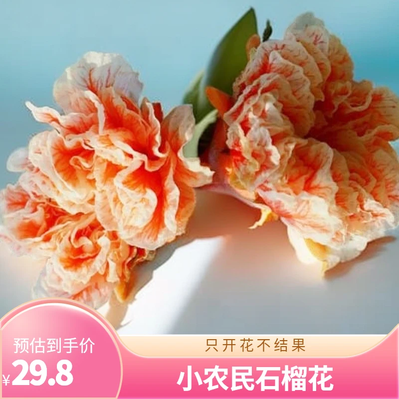 路兮小农民食用开花重瓣石榴花赏花观赏石榴阳台庭院盆栽花卉