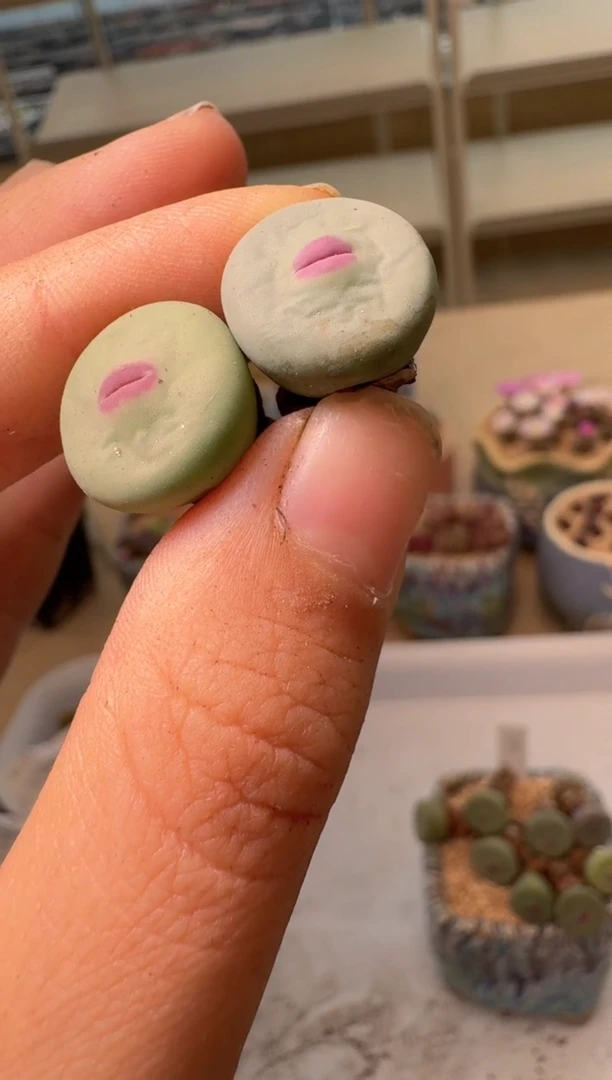 ✨***田28-170多肉植物肉锥dows