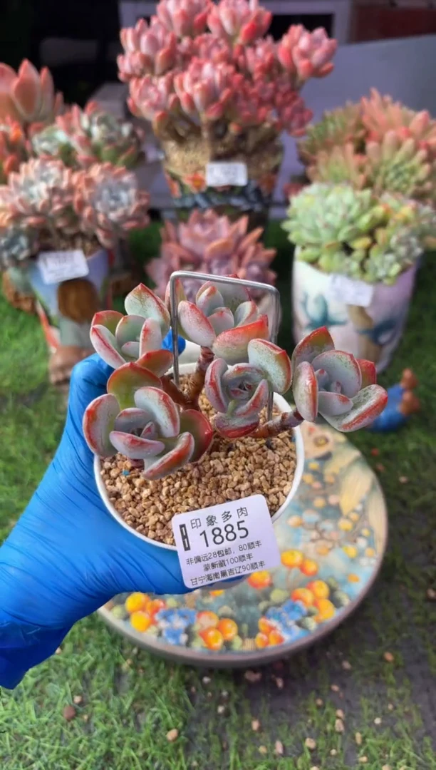 昆明印象多肉1885