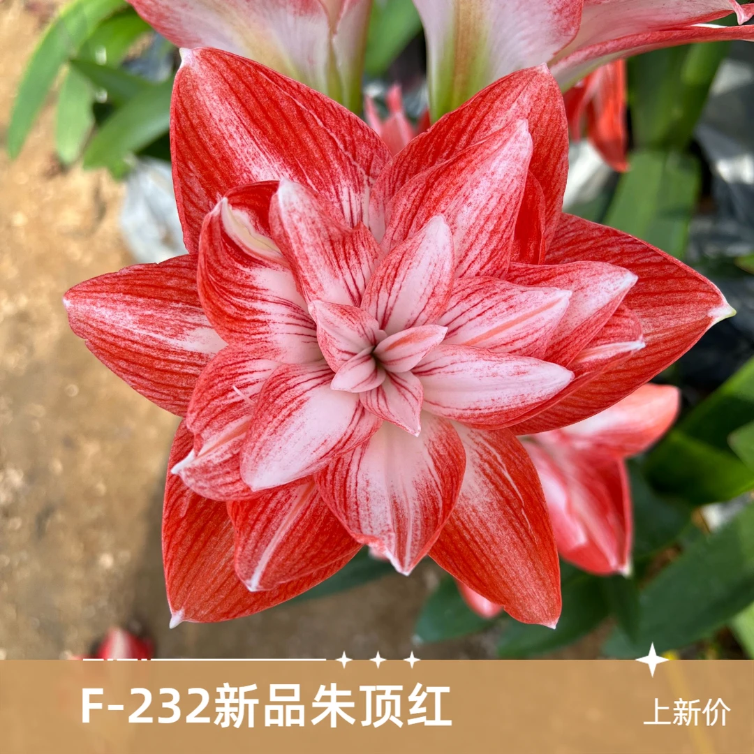 国产朱顶红【F-232】新品/春季庭院粉红色美观