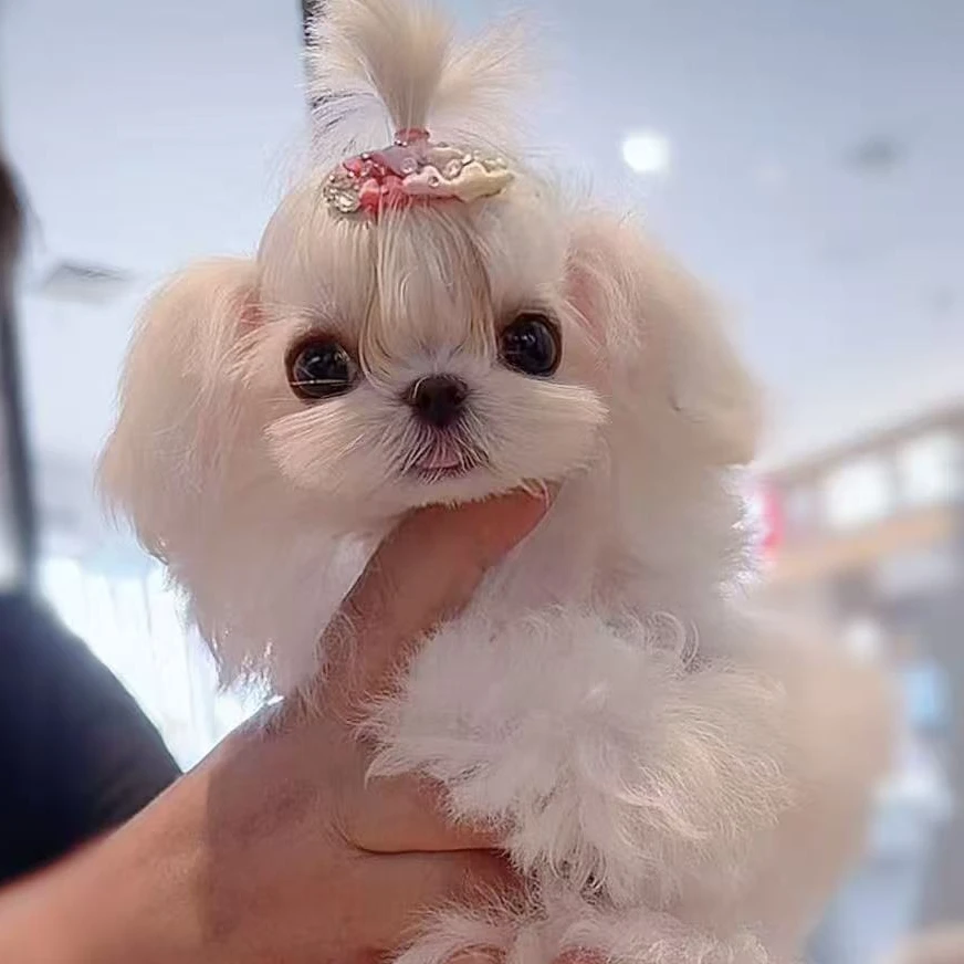 【爱邦奢宠】比熊马尔济斯西施约克夏泰迪博美活体宠物狗狗