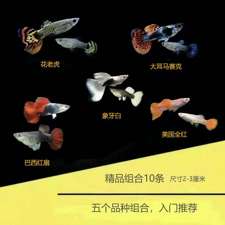 好看的孔雀鱼】可繁殖2-3cm耐活好养小型鱼淡水鱼热带鱼